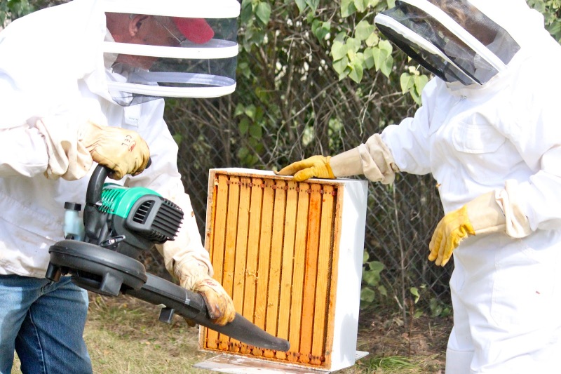 Training About Bearding and Beekeeping
